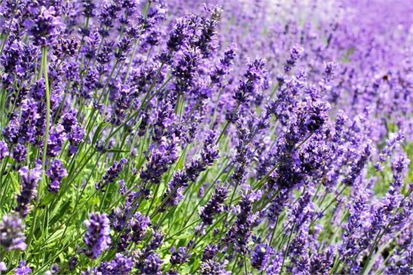 Lavender Essential Oil (French Alpine)