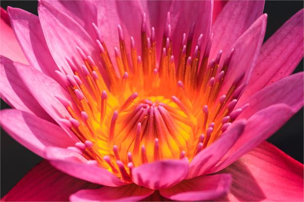 Lotus Flower Absolute (Pink)